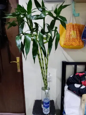 bamboo plants