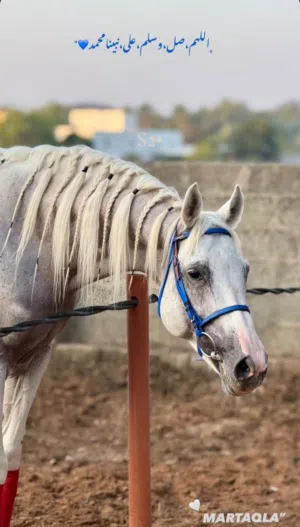 حصان عربي اصيل
