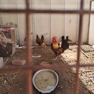 دجاج عماني بلدي يجلس علي البيض