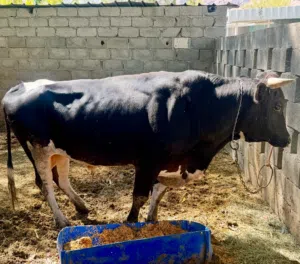 ابقار محلية