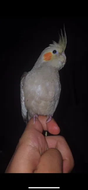 ببغاء كوكتيل / كروان مدرب و عاقل