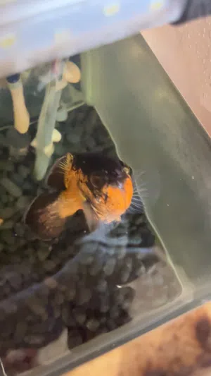 oscar fish سمك  مافي شي و لا مزيض و صحته زينه و مع تانكي ماي و كل شي في ولاكن آليت خربان