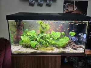 حوض  aquael  مزروع مع نظام co2