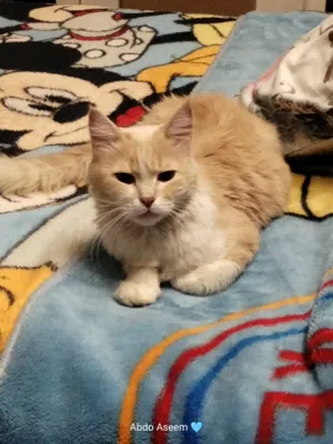 قطه للتبني  في شارع العروبه هرم