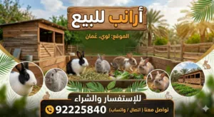ارانب هولندية