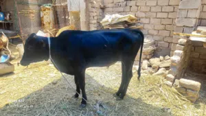 3 عجوله للبيع السعر على الخاص