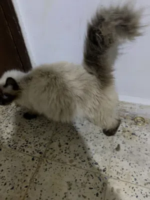 قطه الي البيع درج وبي ليبرك