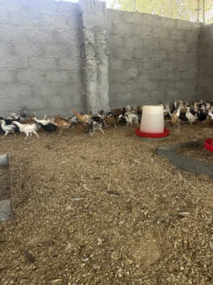 دجاج عماني فرنسي