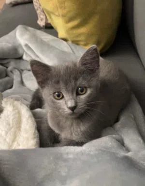 4 month old kitten