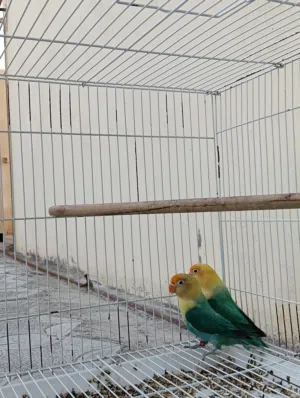 للبيع زوج فيشر