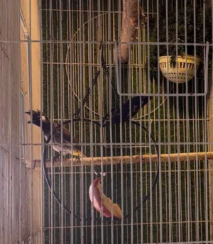 متاح زوج بلابل هملايا جاي يلفن عش