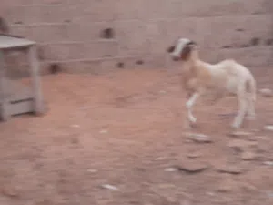 حولي وطني العمر 3 شهور