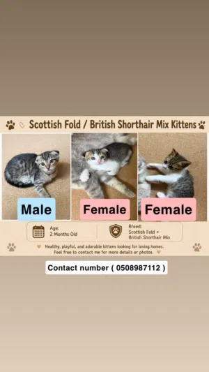 Scottish fold British shorthair mix / playful and adorable kittens