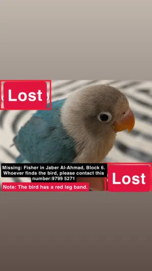 Lost bird in Jaber Al Ahmed