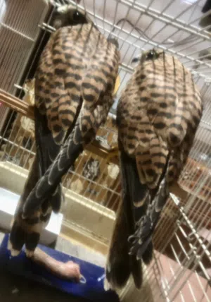كوبيه ربي يبارك عمرهم كيف سكرو تلات شهور ونص مروضات ربي يبارك منضر وريش وافتراس من صغرهم ياكلو ف حي