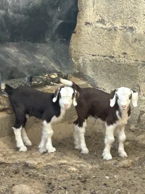 جدايا رحبيات أصل