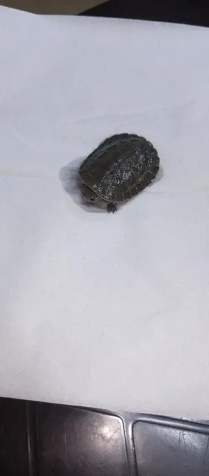 ‏سلاحف‏3