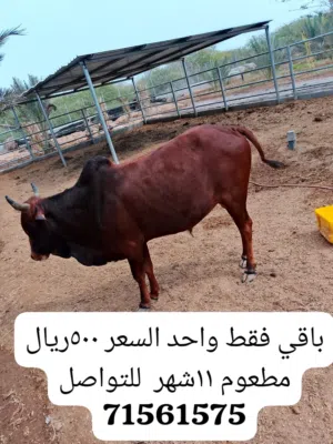 مزرعة أم الخير فيها الخير