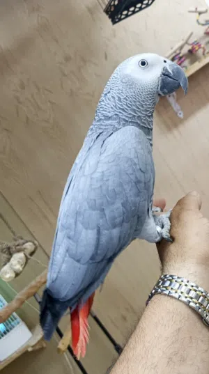 فرخ ببغاء كاسكو أليف جدا ومتكلم