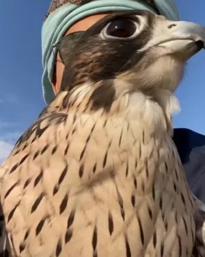 سعيد وسهيلq 