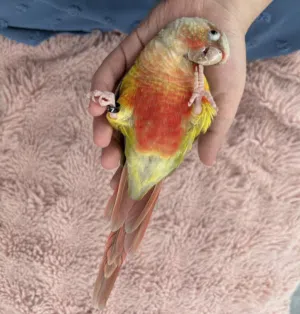 Cockatiel and conure for sale