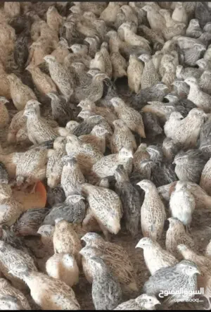 طيور السمان او الفري