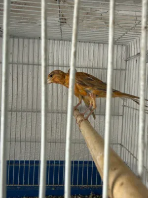 جوز مخاليف على جهوز