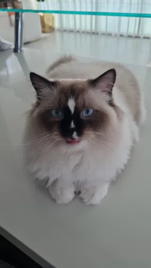 Ragdoll male cat available for mating