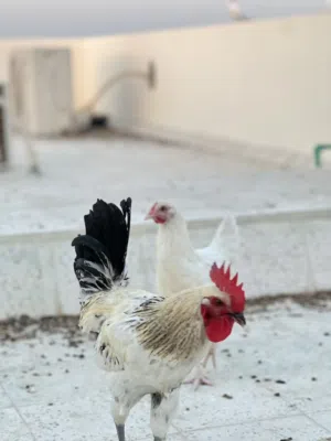 دجاج فرنسي للبيع
