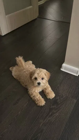 مطلوب كلب للتبني