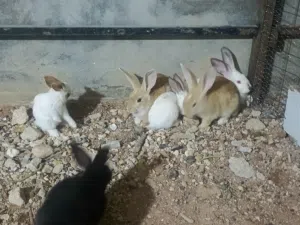 ارانب فرنسي حجمه صغير وسط عالكوم موجود 20 ارنب صلاه النبي