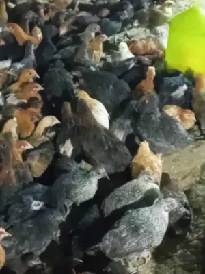 فرخات بلدي .