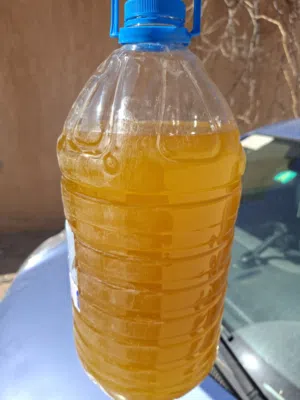 زيت زيتون غريان