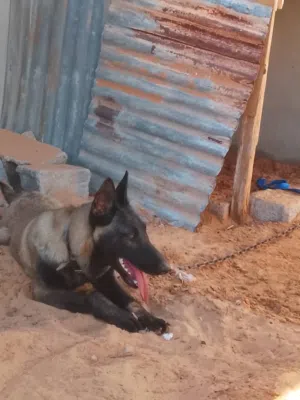 كلب مالينوا