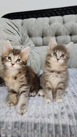 Maine coon adorable kittens