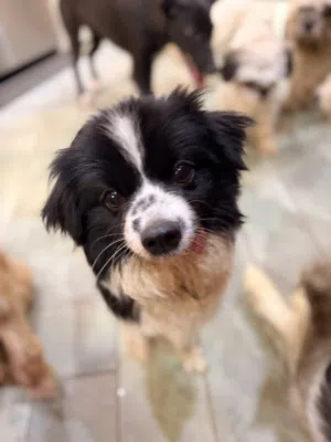 Mixed spitz dog- free to a good home
