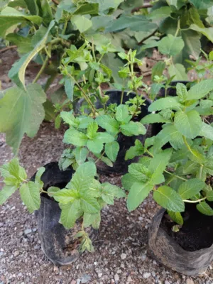 شتلات للبيع بسعر مغري