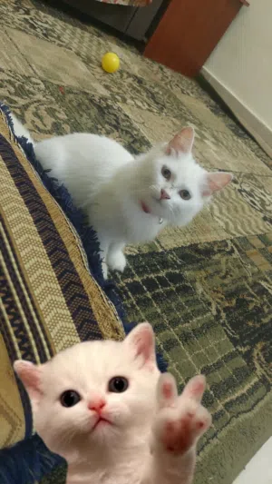 Persian white cat for sale