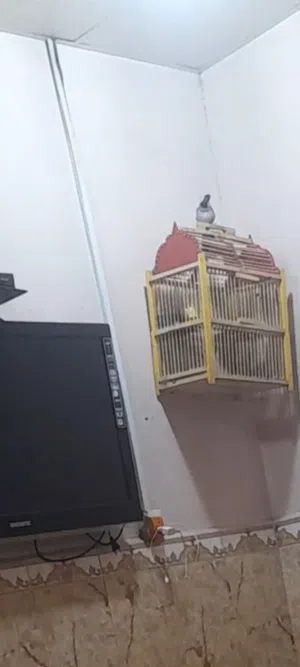 بلبل للبيع نثيه طايحه كلش