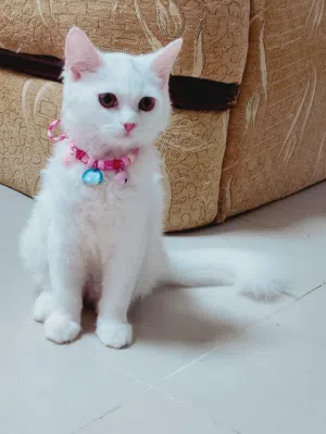 shirazi 4months for sale 57omr negotiable.