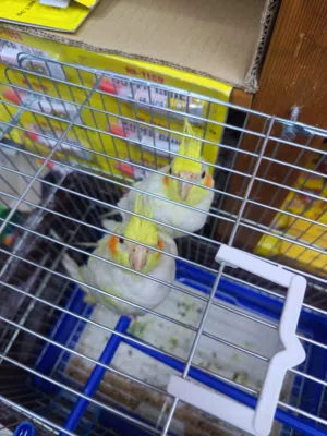 ببغاء كوكتيل البينوا