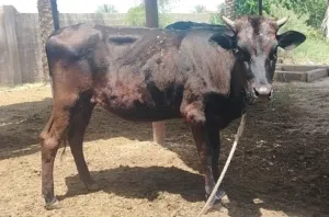 للبيع عجله نمساويه صغيره