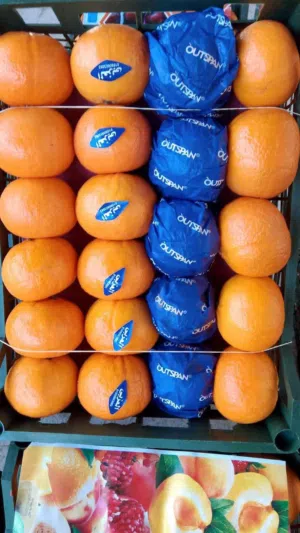 مطلوب ممول