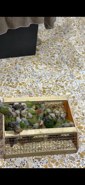 كنيور تبزير عراقي افراخ زق صحه خير من الله الكميه محدوده كلش متوفر توصيل داخل البصره فقط.مكاني بصره