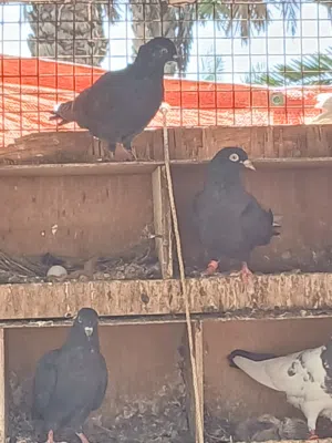 للبيع حمام باكستاني وكويتي