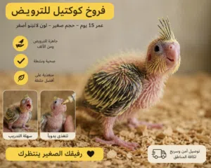 انتاج محلي كوكتيل للترويض