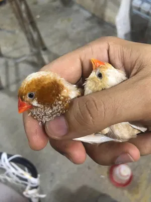 Other Animals0