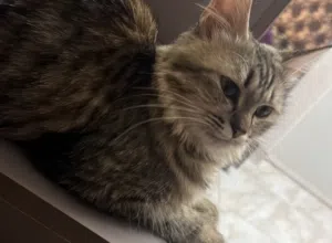 قط سيبيري روسي