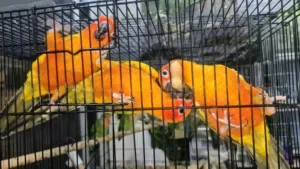 Healthy home bred Pet birds sun connures, love birds, Cockateils and budgies