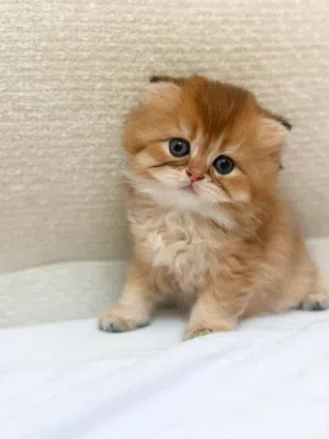 ذكر سكوتش فولد بعمر شهر ونص   Scottish Fold male, one and a half months old